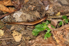 Scincella formosensis