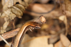 Scincella formosensis