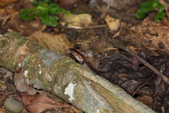 Scincella formosensis