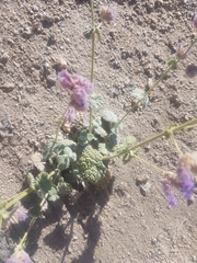 Nepeta floccosa