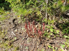 Corallorhiza maculata
