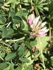 Trifolium thalii