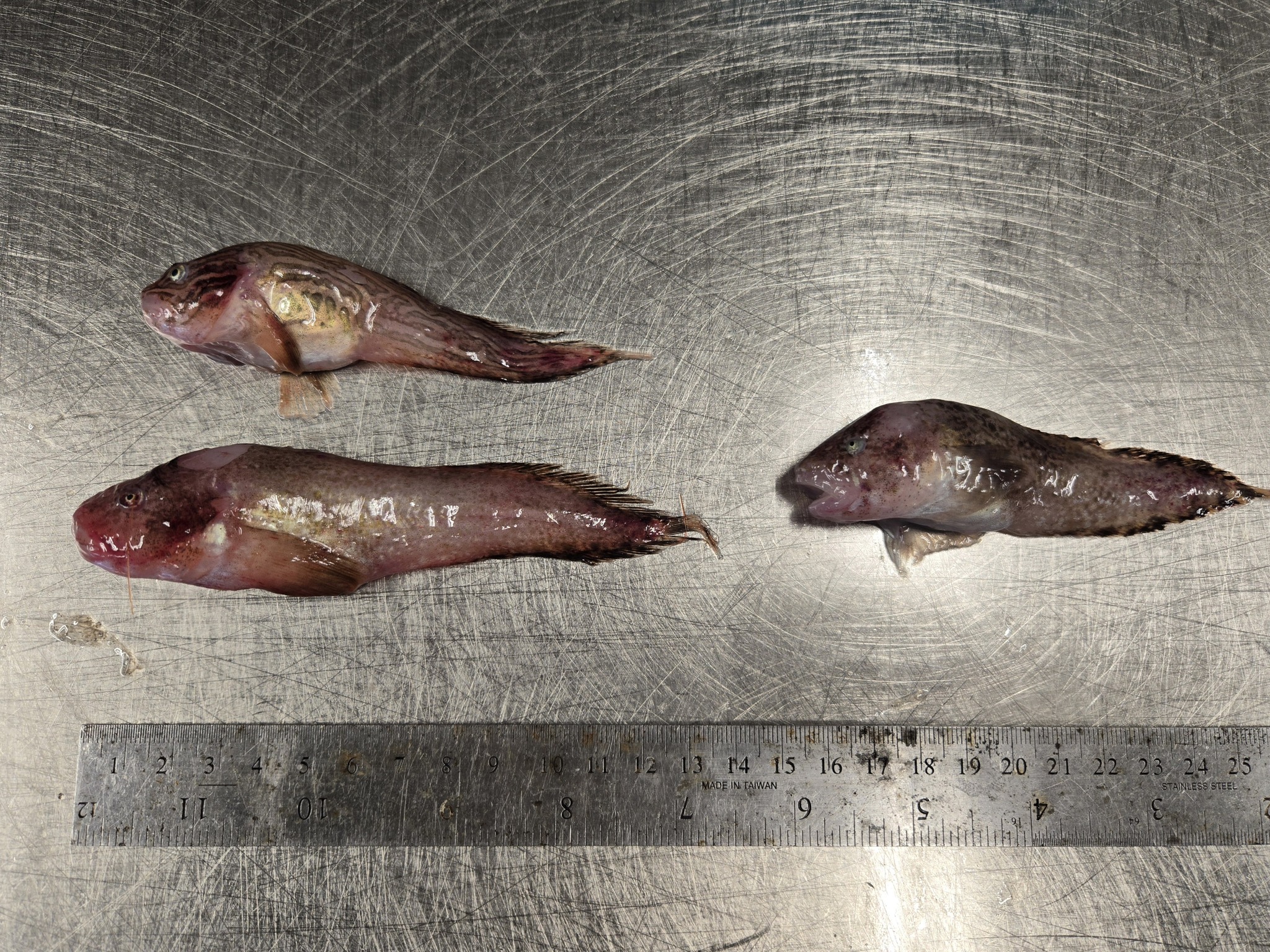 Nebulous Snailfish photo 8