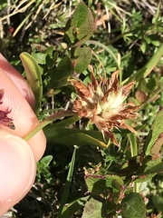 Trifolium thalii
