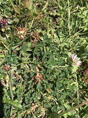 Trifolium thalii