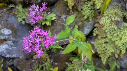 Image of Pentas lanceolata by (c) Rick Mandel, some rights reserved (CC BY)