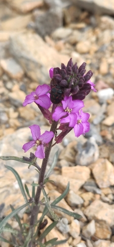 Foto de Violeta