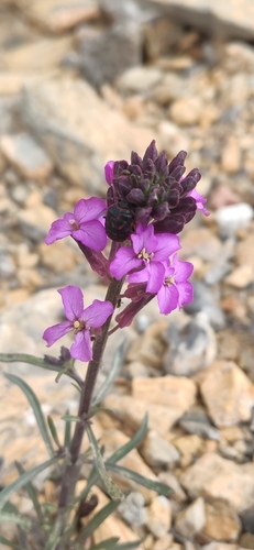 Foto de Violeta