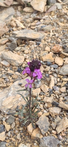 Foto de Violeta