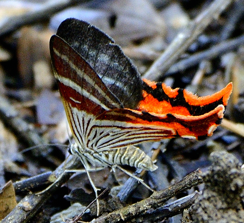 Erateina cometaris