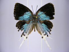 Iolaus timon congoensis