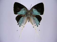 Iolaus timon congoensis