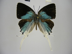 Iolaus timon congoensis