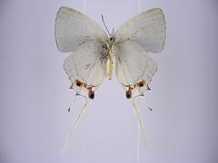 Iolaus timon congoensis