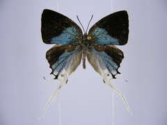 Iolaus timon congoensis