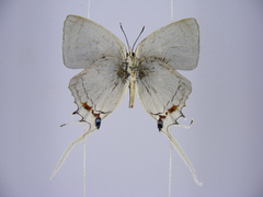 Iolaus timon congoensis