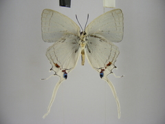 Iolaus timon congoensis