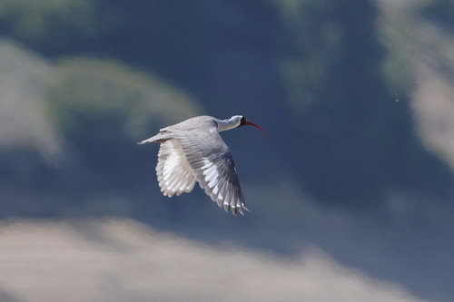 Ibisbill (Ibidorhyncha struthersii), photo 4