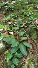 Swertia shintenensis