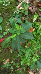 Swertia shintenensis