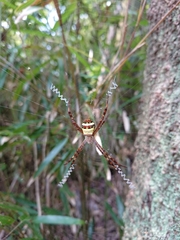 Argiope amoena