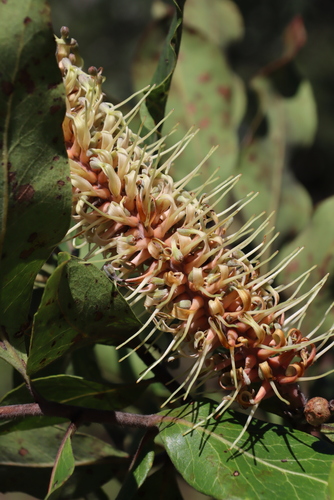Image of Faurea rochetiana by (c) Tony Rebelo, some rights reserved (CC BY-SA)