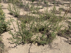 Polanisia dodecandra trachysperma