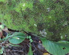 Primula vulgaris rubra