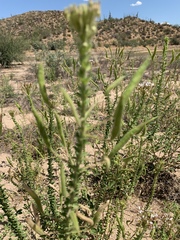 Polanisia dodecandra trachysperma