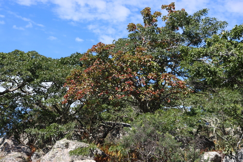 Image of Hymenodictyon floribundum by (c) Tony Rebelo, some rights reserved (CC BY-SA)