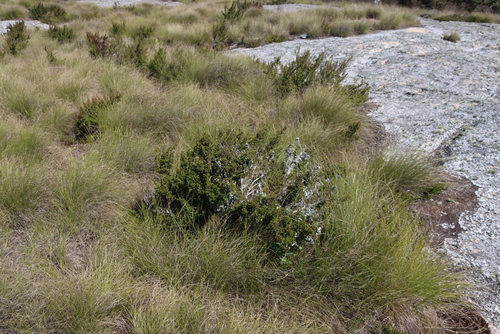 Image of Myrothamnus flabellifolius by (c) Tony Rebelo, some rights reserved (CC BY-SA)