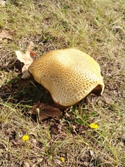 Caloboletus radicans