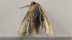 Lithomoia germana