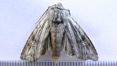 Lithomoia germana