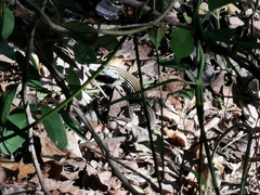 Aspidoscelis lineattissimus