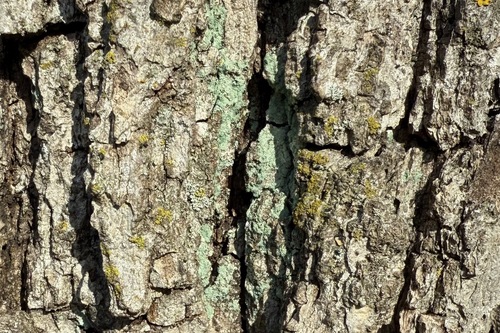 Lepraria finkii