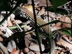 Aspidoscelis lineattissimus