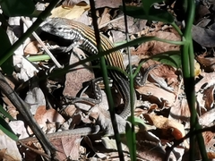 Aspidoscelis lineattissimus