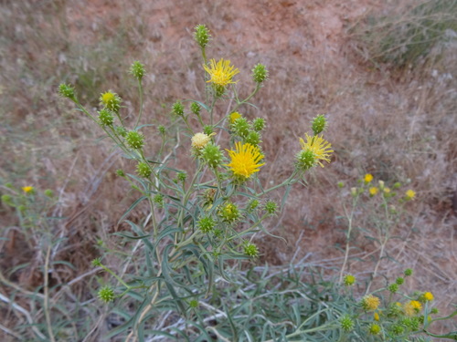 pillar false gumweed (Vanclevea stylosa)