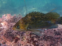 Sebastes atrovirens