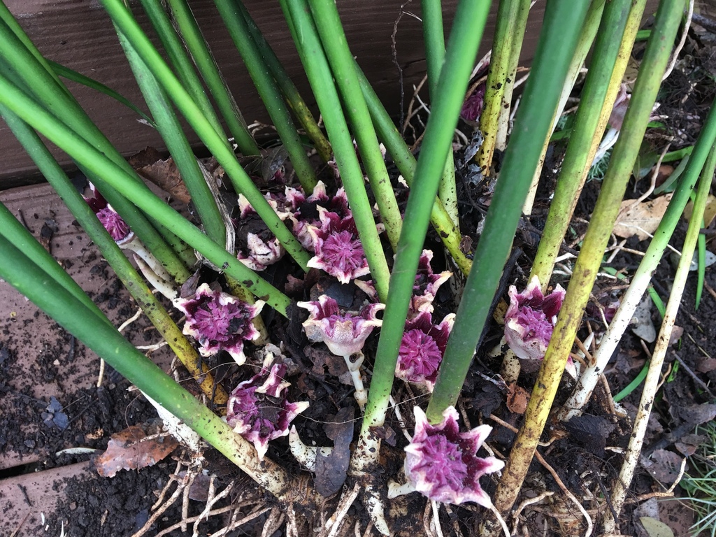 Cast Iron Plant