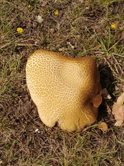 Caloboletus radicans