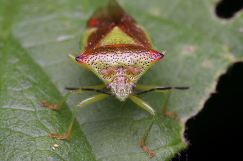Hawthorn Shield Bug photo 6