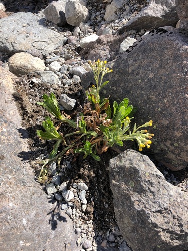 Senecio purtschelleri image