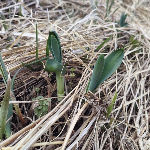 Image of Allium obliquum by (c) Nina Filippova, some rights reserved (CC BY)