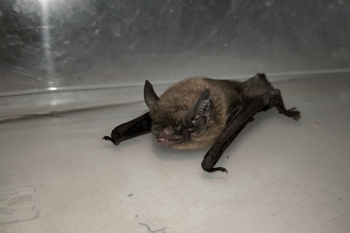 big-eared pipistrelle (Hypsugo macrotis) — Data Deficient Mammalia