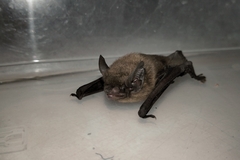Big-Eared Pipistrelle photo 1