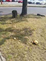 Caloboletus radicans