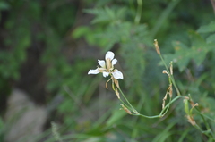 Iris dichotoma