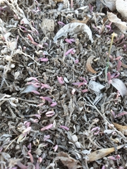 Mesembryanthemum nodiflorum